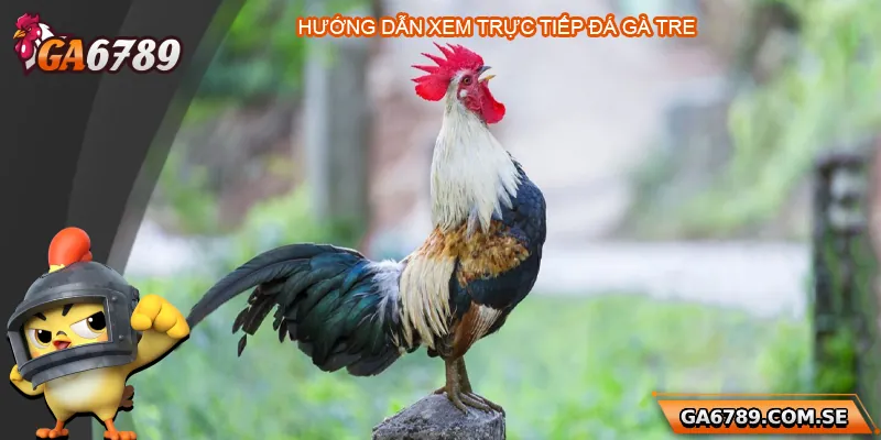 Trực Tiếp Đá Gà Tre - Trải Nghiệm Chất Lượng Tại Ga6789 2 Hướng dẫn xem trực tiếp đá gà tre nhanh chóng